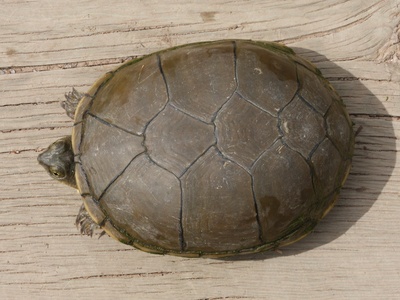 Yellow mud turtle