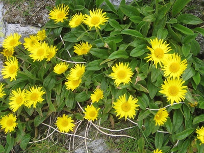 Yellow oxeye