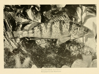 Yellow perch