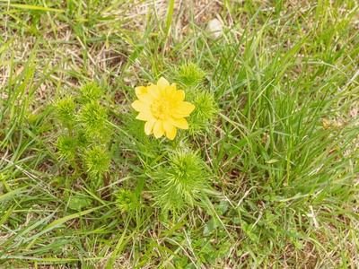 Yellow Pheasant's Eye