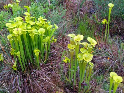 Yellow pitcher-plant
