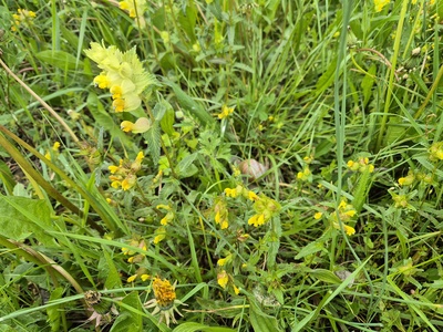 Yellow rattle
