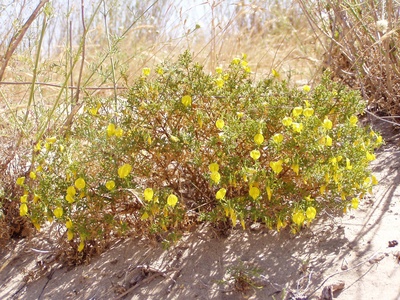 Yellow Restharrow
