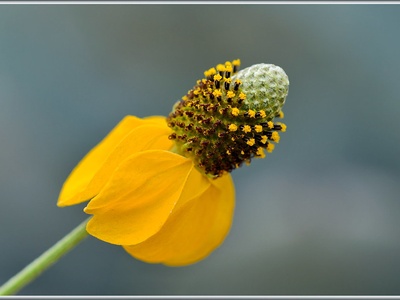Yellow rocket