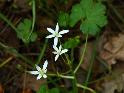 Yellow star-of-Bethlehem