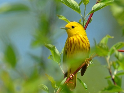 Yellow warbler
