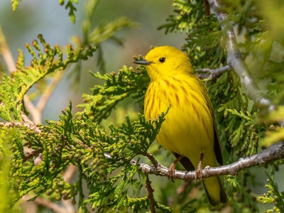 Yellow Warbler