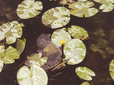Yellow water-lily
