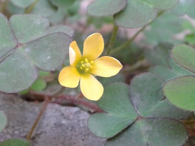 Yellow wood-sorrel