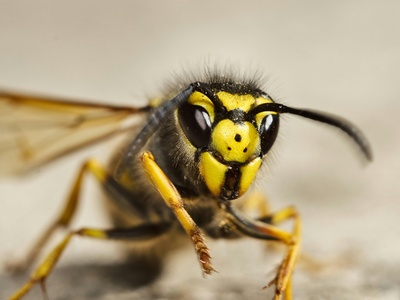 Yellowjacket Wasp