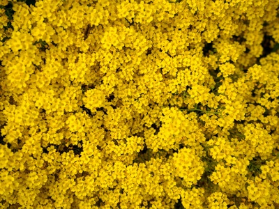Yellowroot