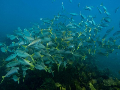 Yellowtail