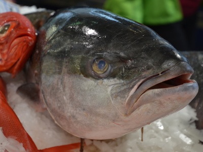 Yellowtail amberjack