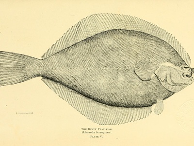 Yellowtail flounder