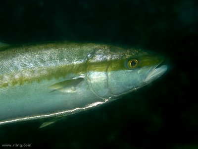 Yellowtail kingfish