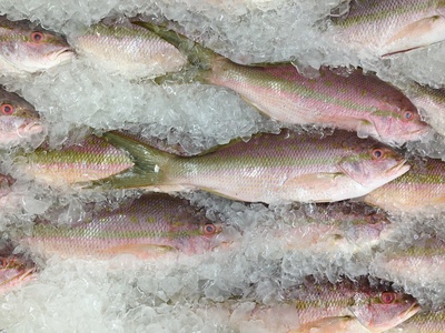 Yellowtail snapper