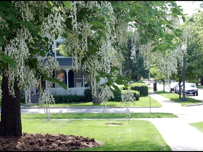 Yellowwood