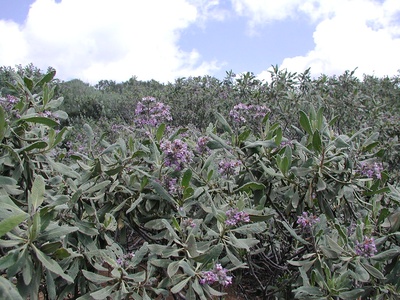 Yerba santa