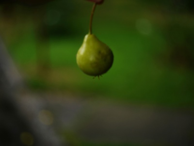Yopo fig