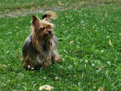 Yorkshire Terrier
