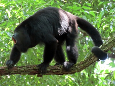 Yucatan Black Howler
