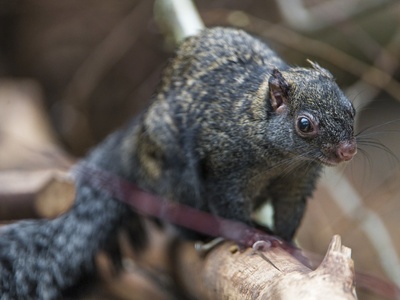 Yucatan Squirrel