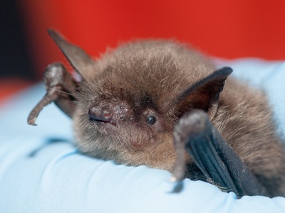 Yuma Myotis