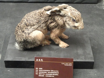 Yunnan Hare