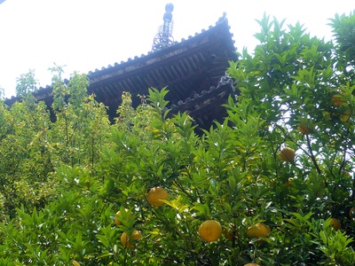 Yuzu (Yuja)