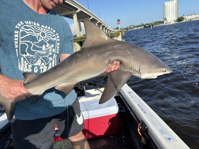 Zambezi shark