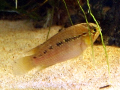 Zebra Acara