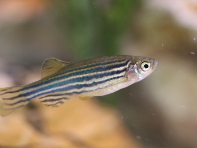 Zebra danio