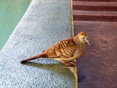 Zebra Dove