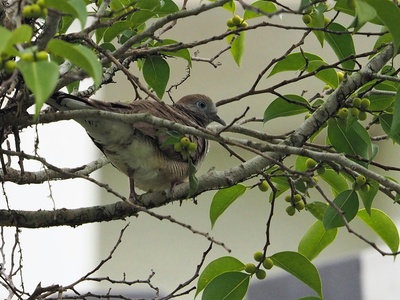 Zebra dove