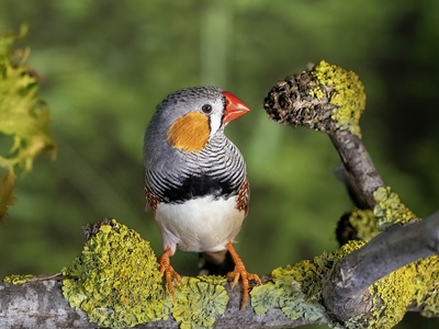 Zebra finch