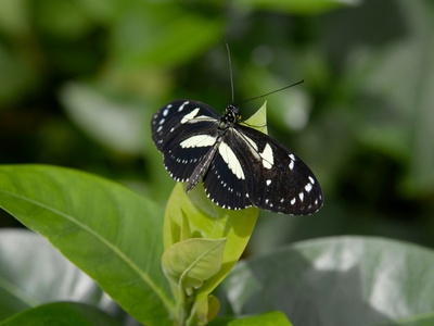 Zebra longwing