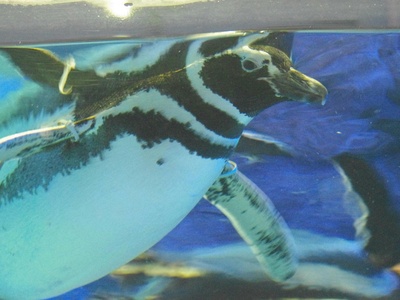 Zebra moray