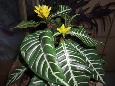 Zebra plant