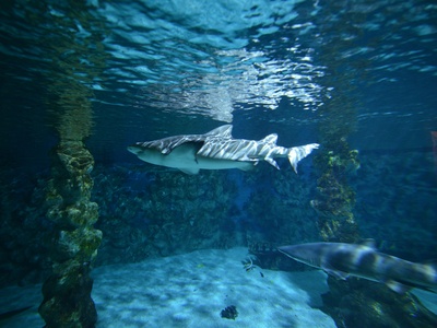 Zebra Shark