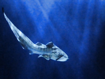 Zebra Shark