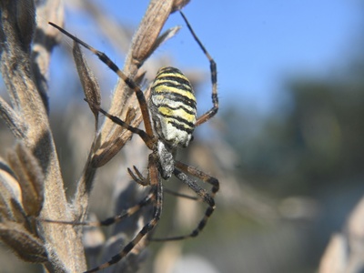 Zebra spider