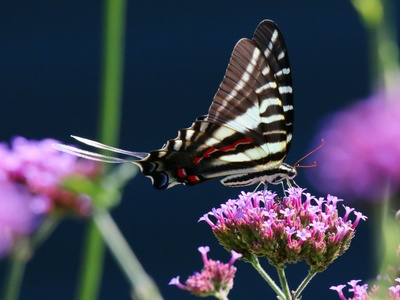 Zebra swallowtail