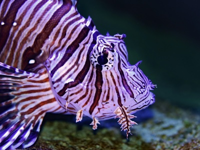 Zebrafish