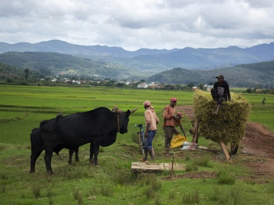 Zebu