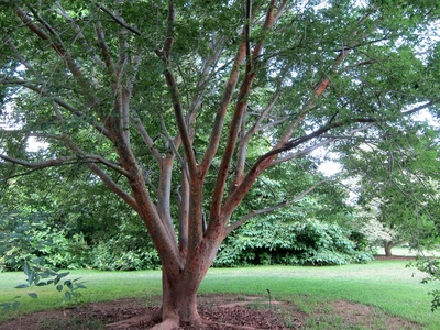 Zelkova
