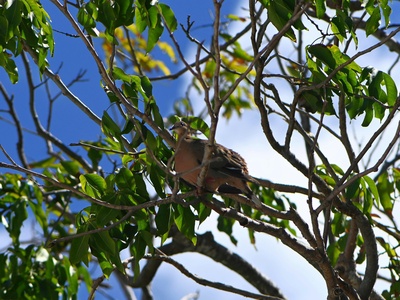 Zenaida Dove