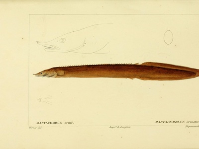Zigzag eel