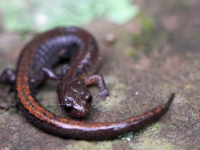 Zigzag salamander