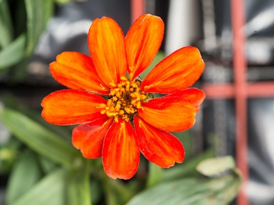 Zinnia