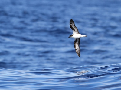 Zino's Petrel